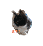 猫ズ わんこ スタンプ（個別スタンプ：4）