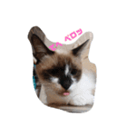 猫ズ わんこ スタンプ（個別スタンプ：5）