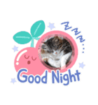 猫ズ わんこ スタンプ（個別スタンプ：11）