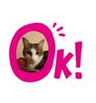 MIX猫①（個別スタンプ：1）
