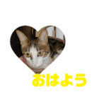 MIX猫①（個別スタンプ：4）