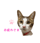 MIX猫①（個別スタンプ：5）