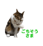MIX猫①（個別スタンプ：6）