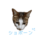 MIX猫①（個別スタンプ：7）