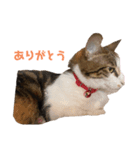 MIX猫①（個別スタンプ：8）