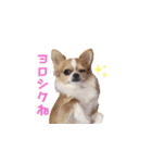 チワワのごくう（個別スタンプ：1）