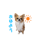 チワワのごくう（個別スタンプ：2）