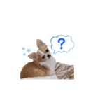 チワワのごくう（個別スタンプ：5）