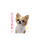 チワワのごくう（個別スタンプ：6）