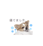 チワワのごくう（個別スタンプ：7）