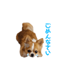 チワワのごくう（個別スタンプ：9）