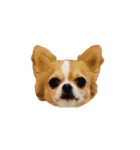チワワのごくう（個別スタンプ：11）