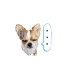 チワワのごくう（個別スタンプ：12）