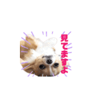 チワワのごくう（個別スタンプ：13）