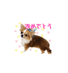 チワワのごくう（個別スタンプ：17）