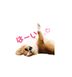 チワワのごくう（個別スタンプ：18）