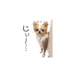 チワワのごくう（個別スタンプ：23）