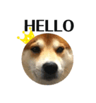 柴犬 太郎くん（個別スタンプ：1）