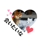 柴犬 太郎くん（個別スタンプ：3）