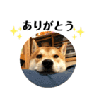 柴犬 太郎くん（個別スタンプ：4）