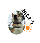 柴犬 太郎くん（個別スタンプ：5）