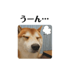 柴犬 太郎くん（個別スタンプ：8）