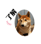 柴犬 太郎くん（個別スタンプ：9）
