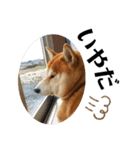 柴犬 太郎くん（個別スタンプ：11）