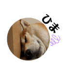 柴犬 太郎くん（個別スタンプ：12）