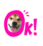 柴犬 太郎くん（個別スタンプ：14）