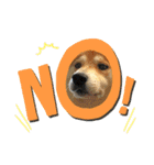 柴犬 太郎くん（個別スタンプ：15）