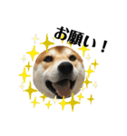 柴犬 太郎くん（個別スタンプ：16）