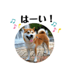 柴犬 太郎くん（個別スタンプ：18）