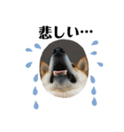 柴犬 太郎くん（個別スタンプ：19）