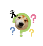 柴犬 太郎くん（個別スタンプ：20）