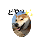 柴犬 太郎くん（個別スタンプ：21）