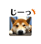 柴犬 太郎くん（個別スタンプ：22）