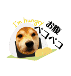 柴犬 太郎くん（個別スタンプ：23）
