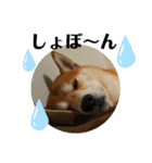 柴犬 太郎くん（個別スタンプ：24）