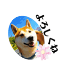 柴犬 太郎くん（個別スタンプ：27）