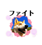 柴犬 太郎くん（個別スタンプ：28）