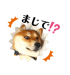 柴犬 太郎くん（個別スタンプ：29）