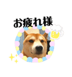 柴犬 太郎くん（個別スタンプ：30）