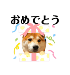柴犬 太郎くん（個別スタンプ：32）
