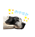 ポインターのロビン（個別スタンプ：3）