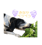 ポインターのロビン（個別スタンプ：13）