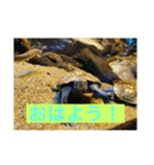 元気なお魚スタンプ（個別スタンプ：3）