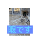 元気なお魚スタンプ（個別スタンプ：4）