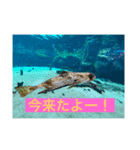 元気なお魚スタンプ（個別スタンプ：6）