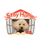 トイプードルのモカちゃんでぇーす②（個別スタンプ：4）